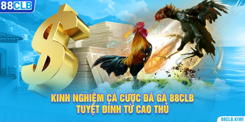 Cách đăng ký tài khoản đá gà BJ72 như thế nào? - Hướng dẫn chi tiết và dễ hiểu
